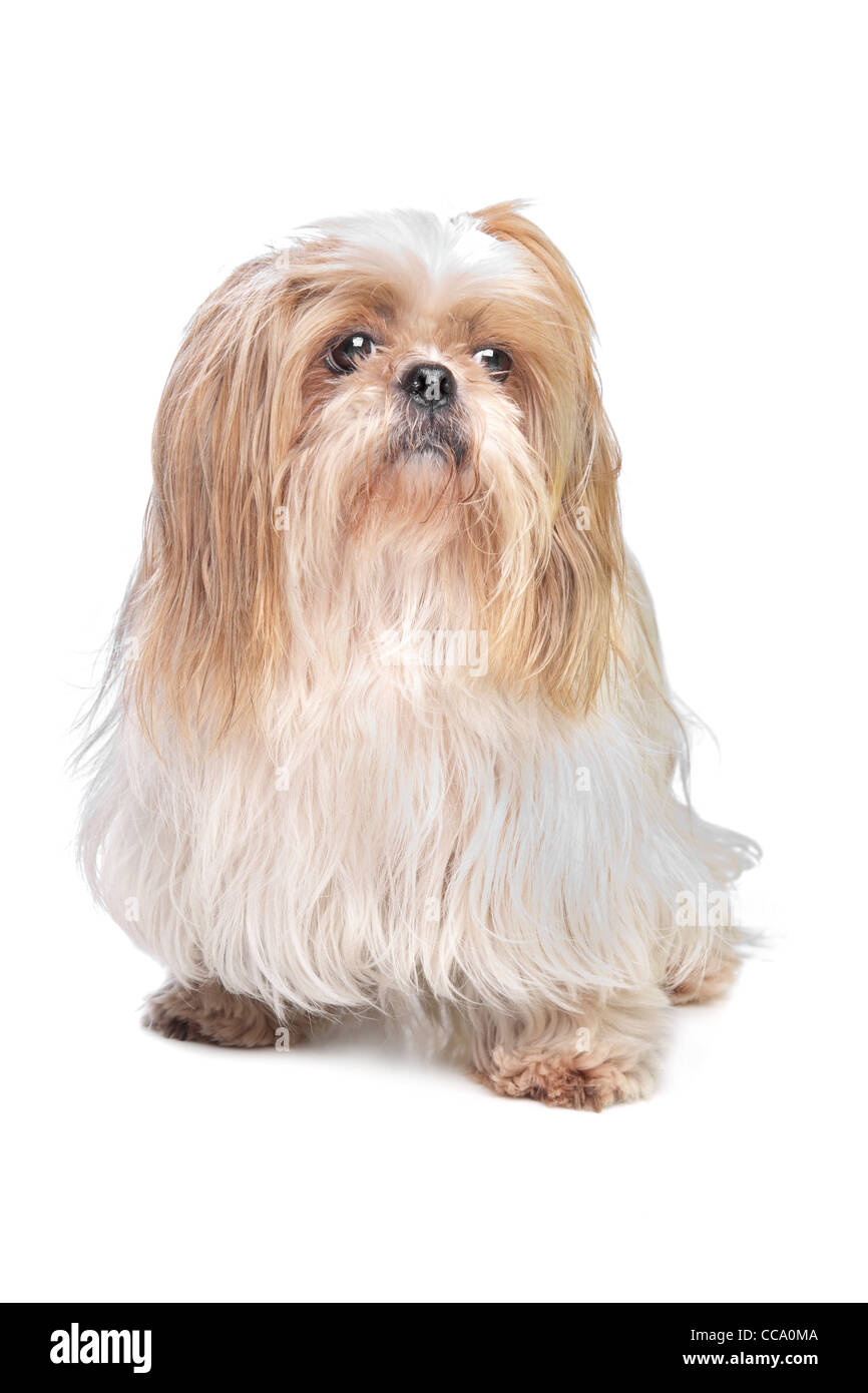 long haired small dog in front of a white background Stock Photo