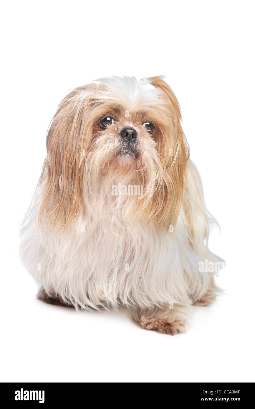 long haired small dog in front of a white background Stock Photo Alamy