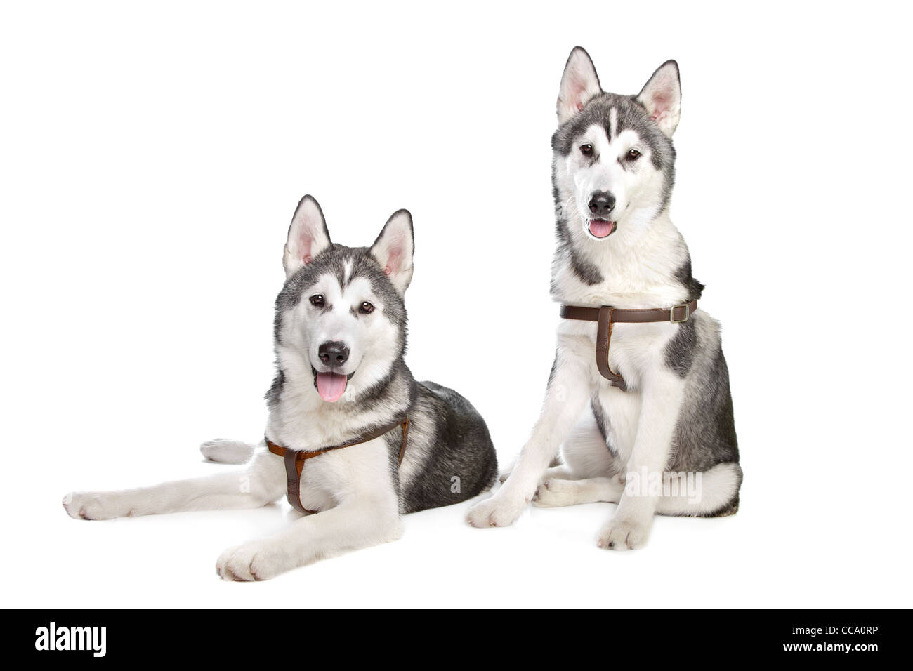 two Siberian husky puppies in front of a white background Stock Photo