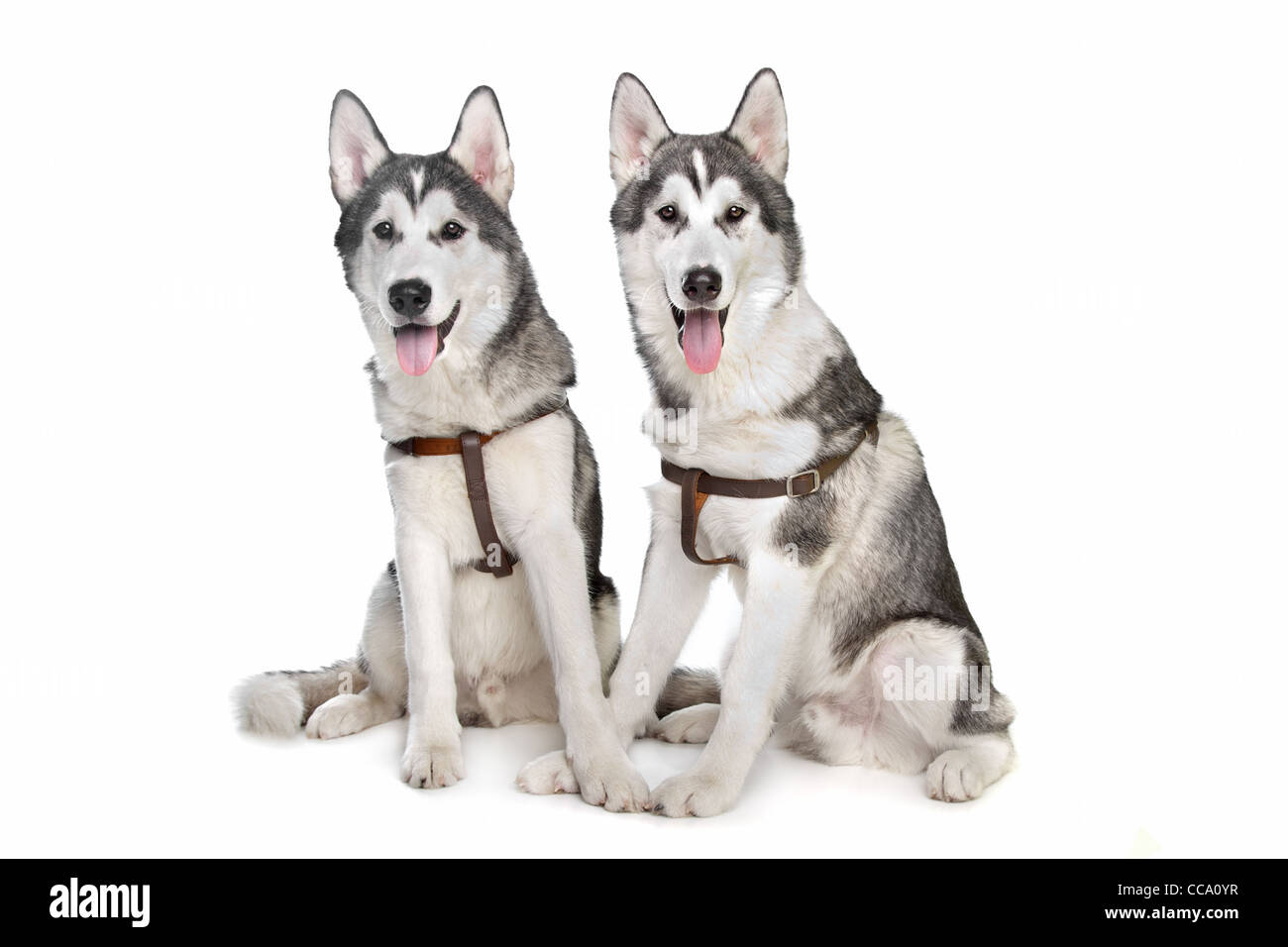 two Siberian husky puppies in front of a white background Stock Photo