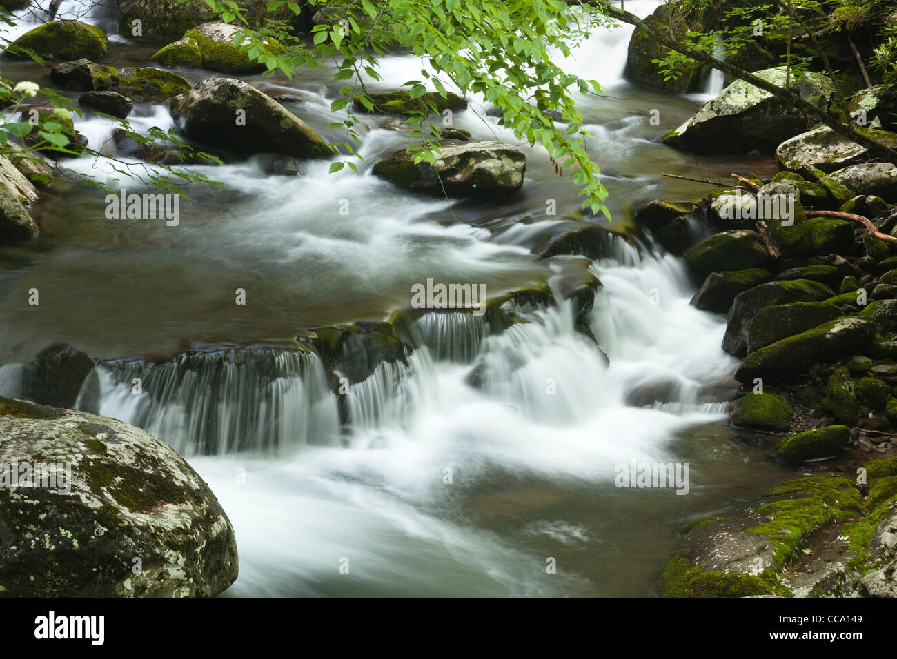Rapids along the Middle Prong of Little River in the Tremont area of the Great Smoky Mountain National Park. Stock Photo