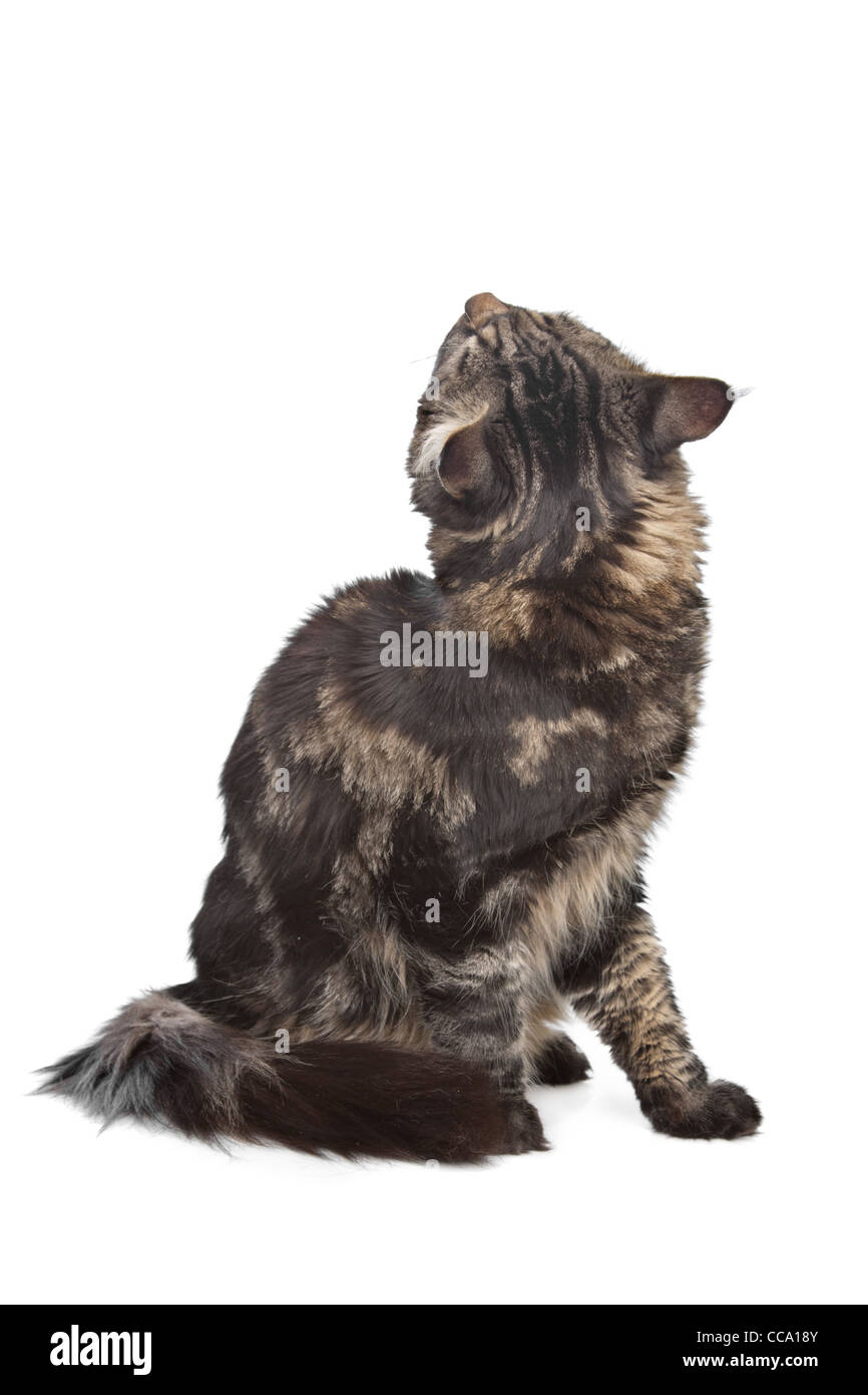 maine coon, black tabby cat in front of a white background Stock Photo