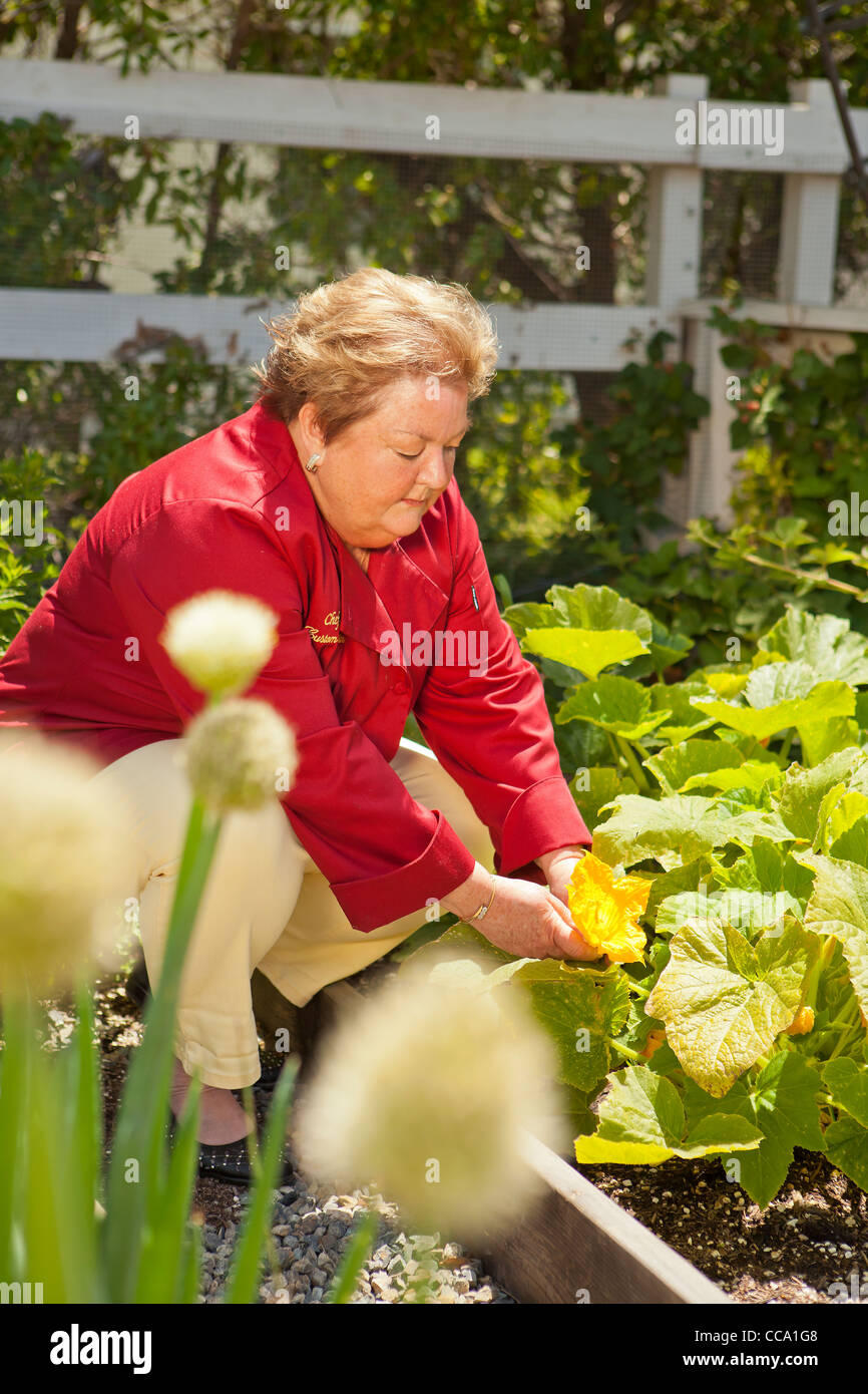 chef Mary Jane Curry selecting squash blossoms, Camarillo, California, United States of America Stock Photo