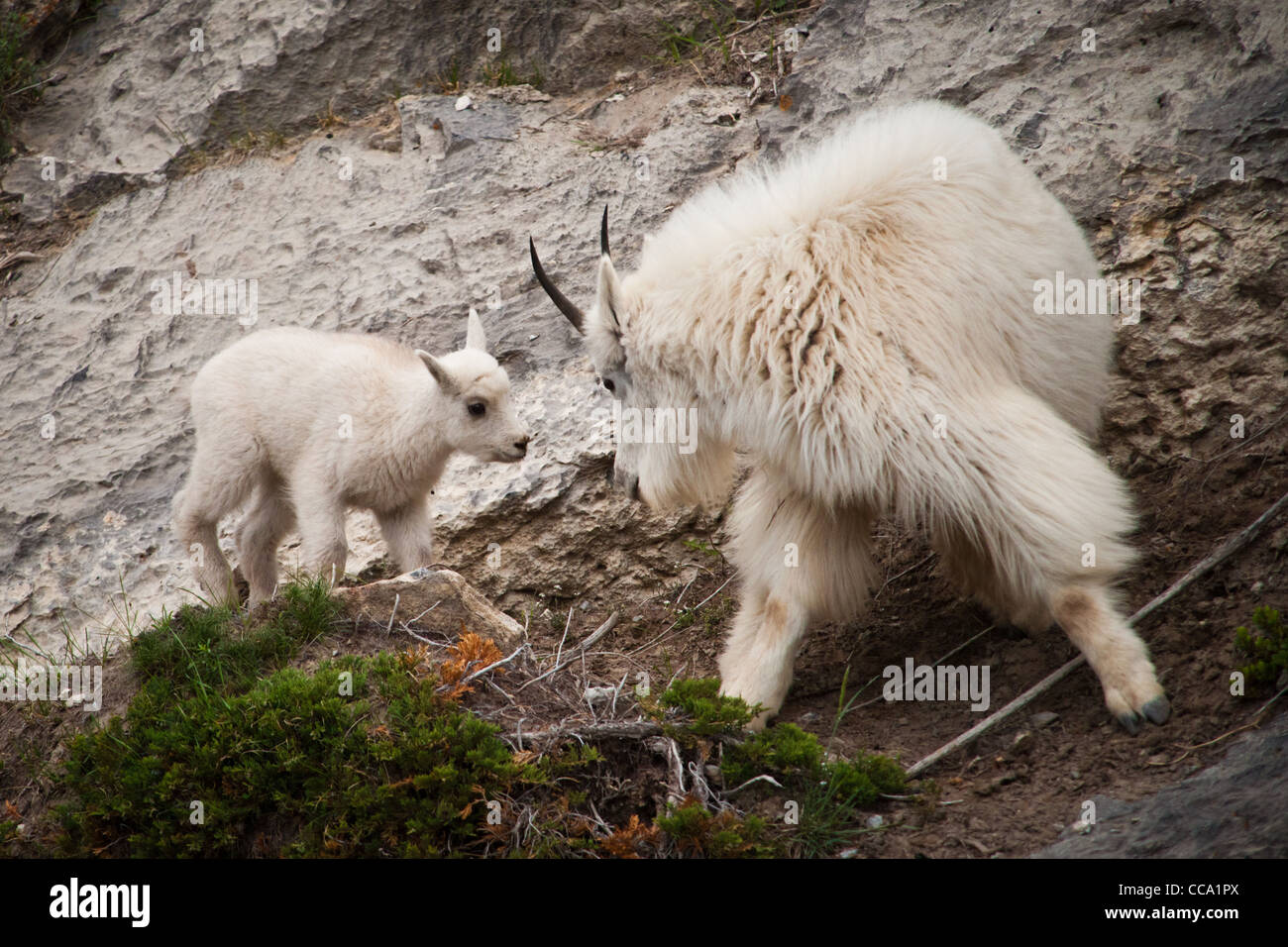 A mother and baby mountain goat on a slope in Alberta, Canada Stock ...