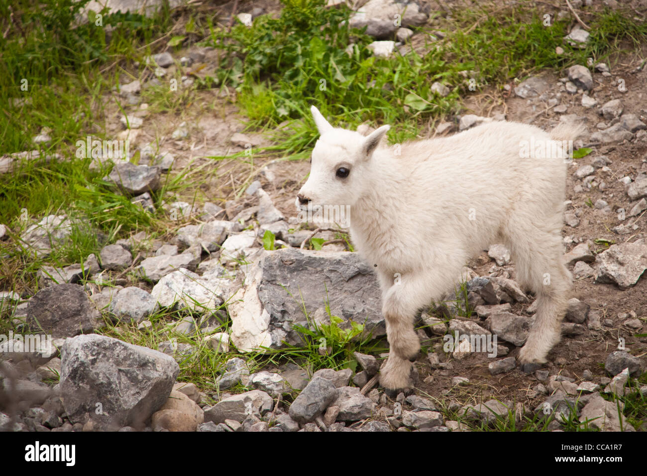 Baby mountain goat hi-res stock photography and images - Alamy