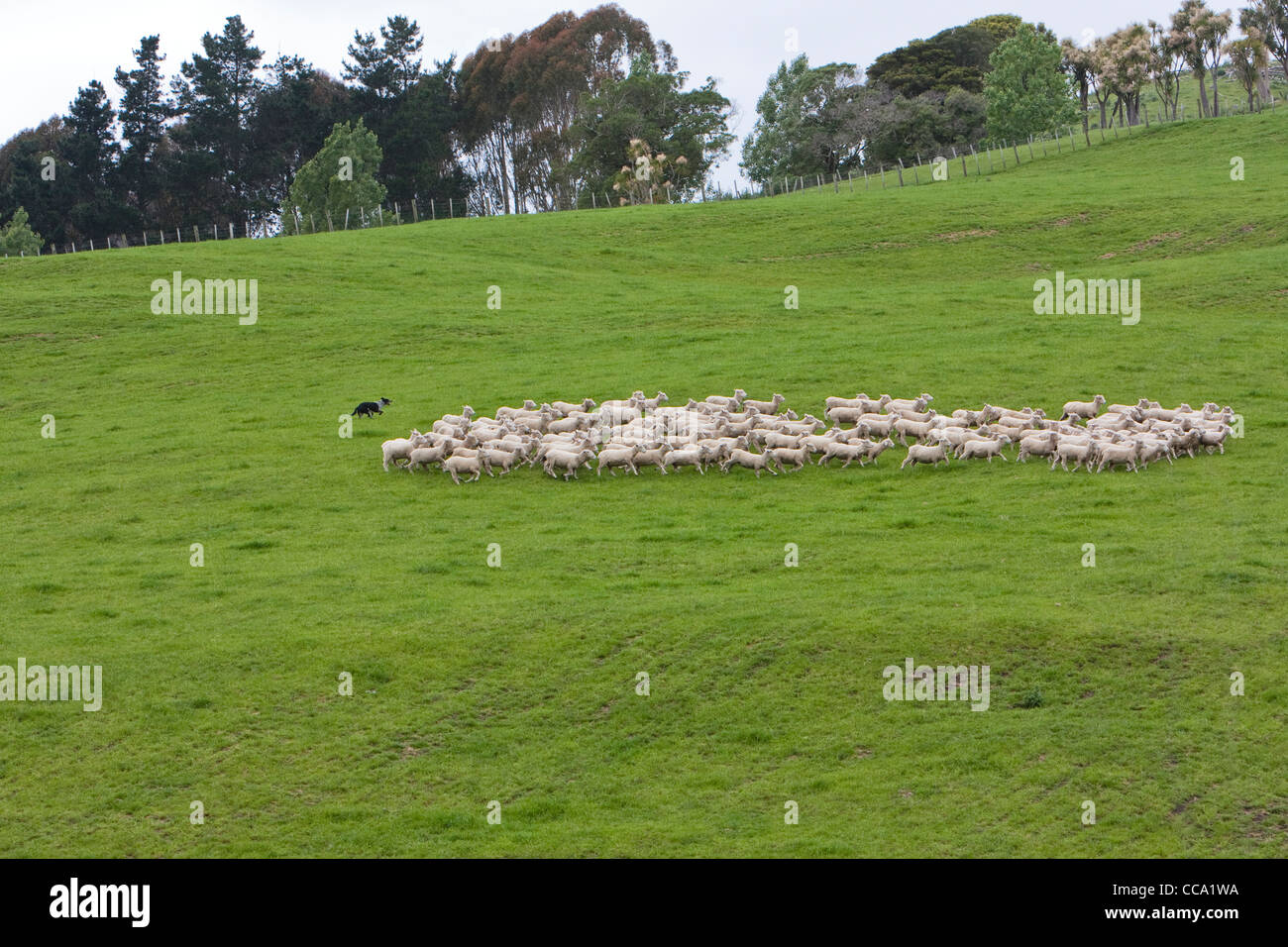 New Zealand. Sheep Dog Mustering Sheep. Stock Photo