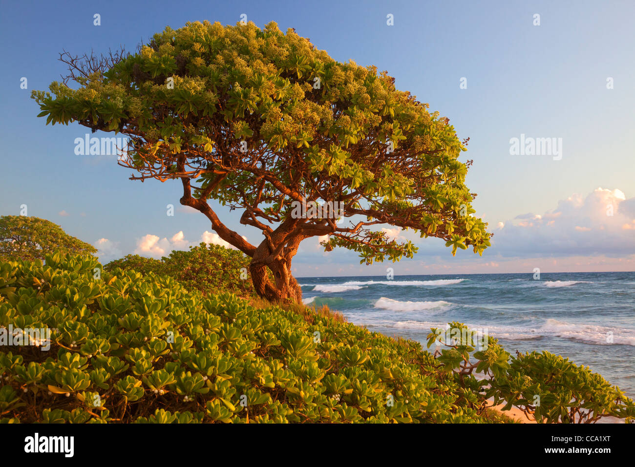 Nukoli'i Beach, also known as Kitchens Beach, Kauai, Hawaii. Stock Photo