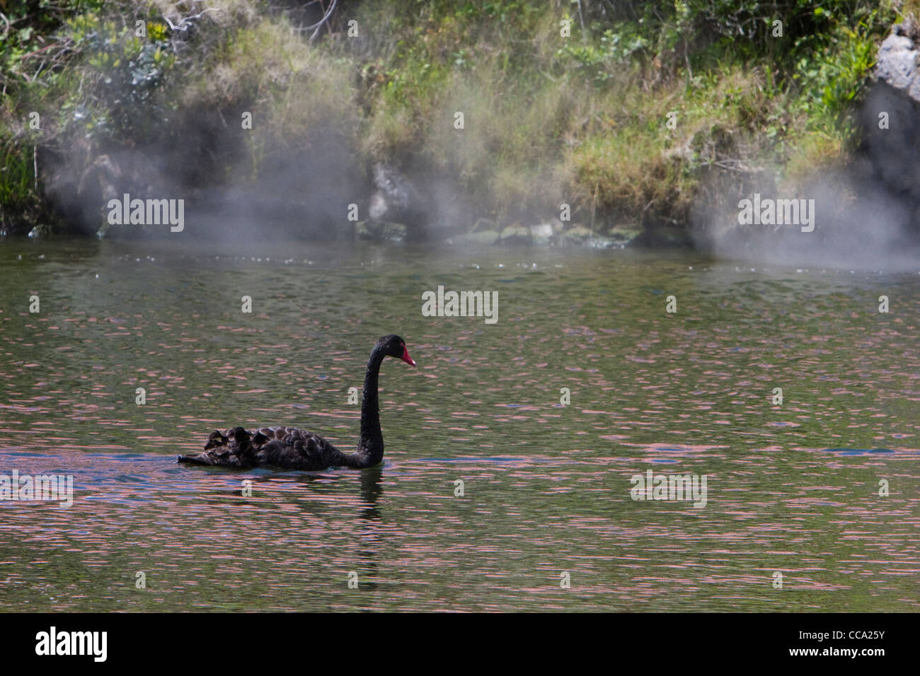 Ohinemutu Village, Lake Rotorua. Black Swan, Steam from Thermal Springs Rising in Background. Stock Photo