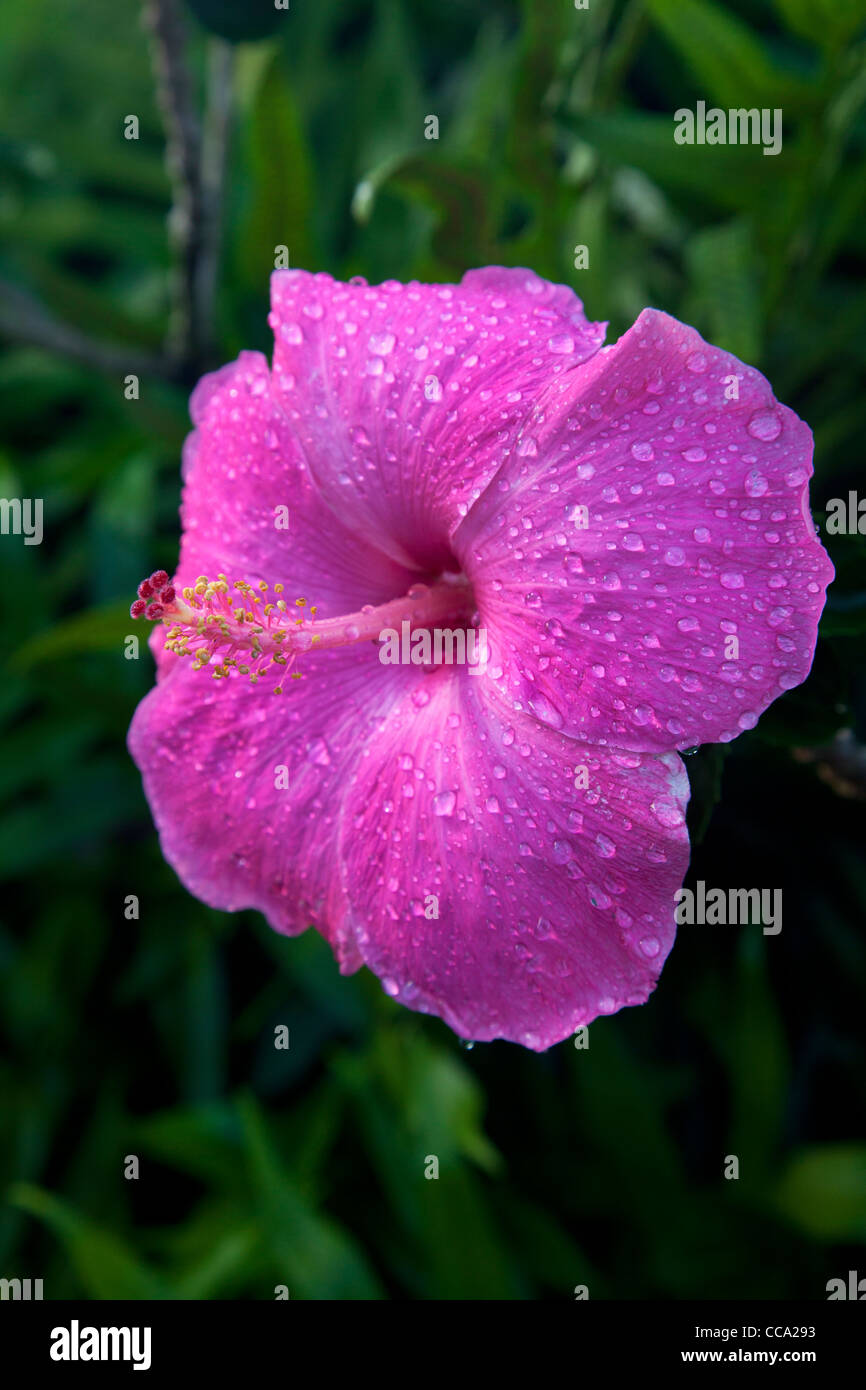 Pink Hibiscus, Princeville, Kauai, Hawaii Stock Photo Alamy