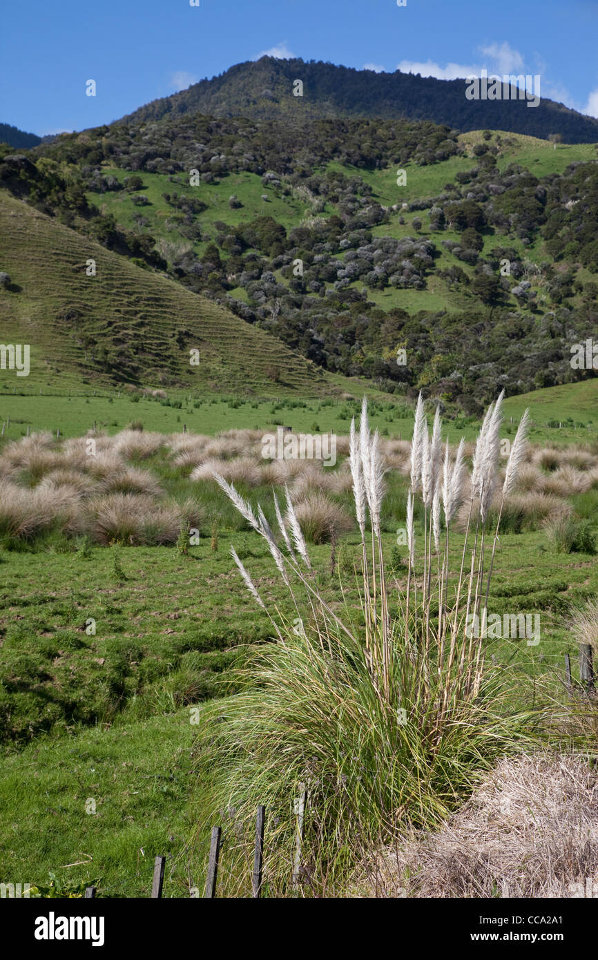New Zealand. Highway 12 Scenery between Paihia and Hokianga. Stock Photo