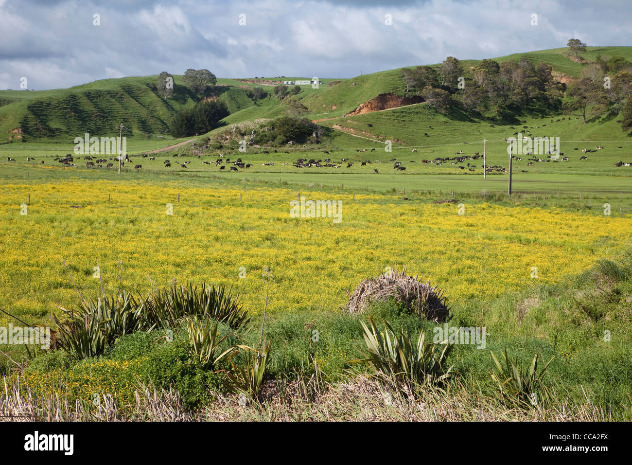 New Zealand. Wildflowers and Livestock west of Opotiki Stock Photo Alamy
