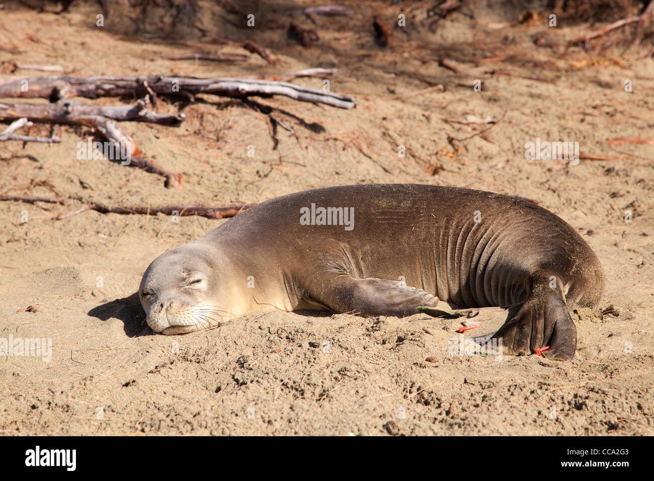 Hawaiian monk seal, Ke'e Beach, Kauai, Hawaii Stock Photo Alamy