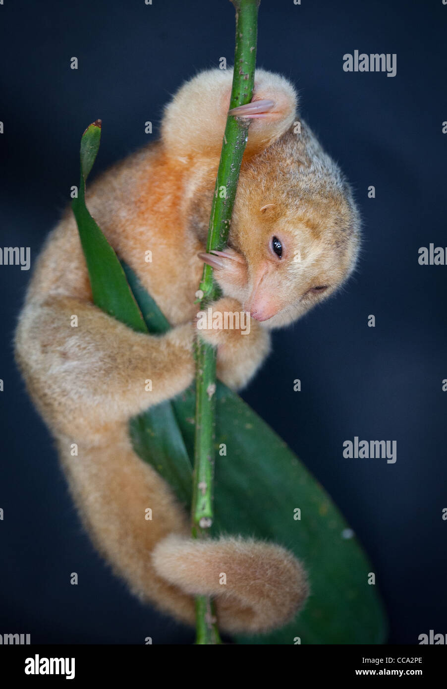 Panama wildlife with a silky anteater, Cyclopes didactylus, in a forest near Penonome in Cocle province, Republic of Panama, Central America. Stock Photo