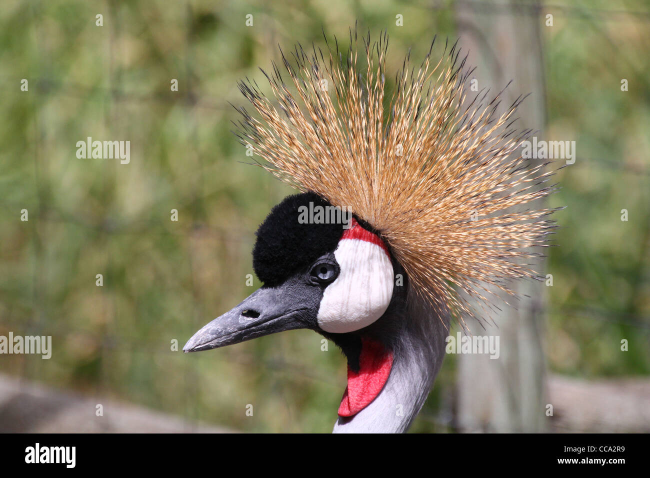 beautiful and colorful Grey Crowned Crane Stock Photo