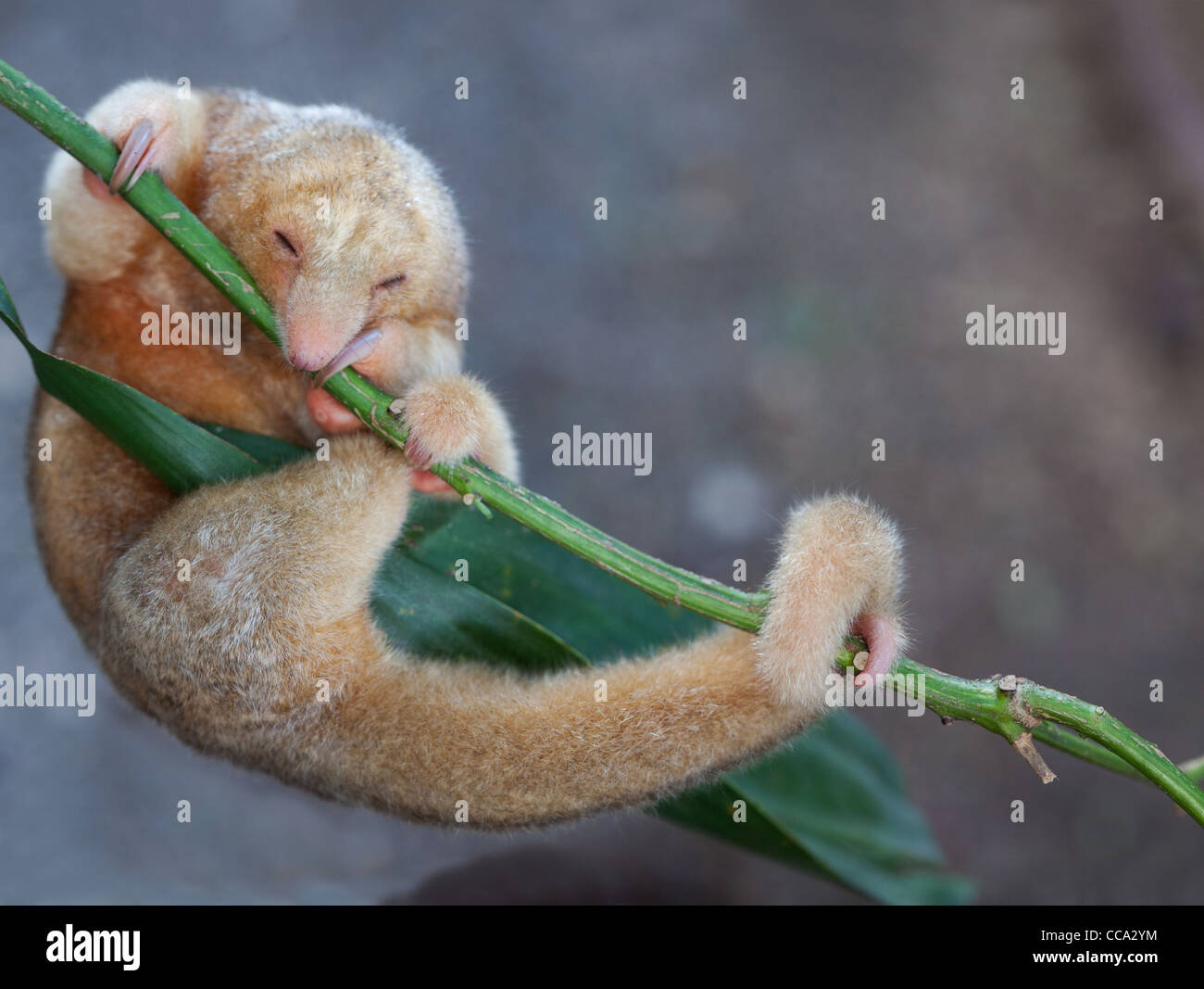 Panama wildlife with a silky anteater, Cyclopes didactylus, in a forest near Penonome in Cocle province, Republic of Panama, Central America. Stock Photo
