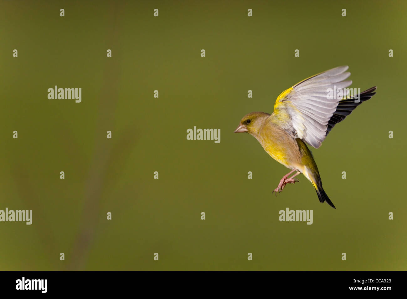 Greenfinch Carduelis chloris in flight Stock Photo