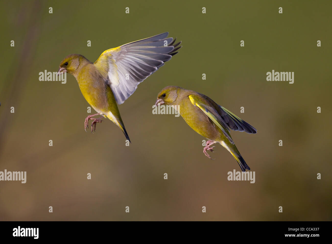 two Greenfinches Carduelis chloris in flight Stock Photo