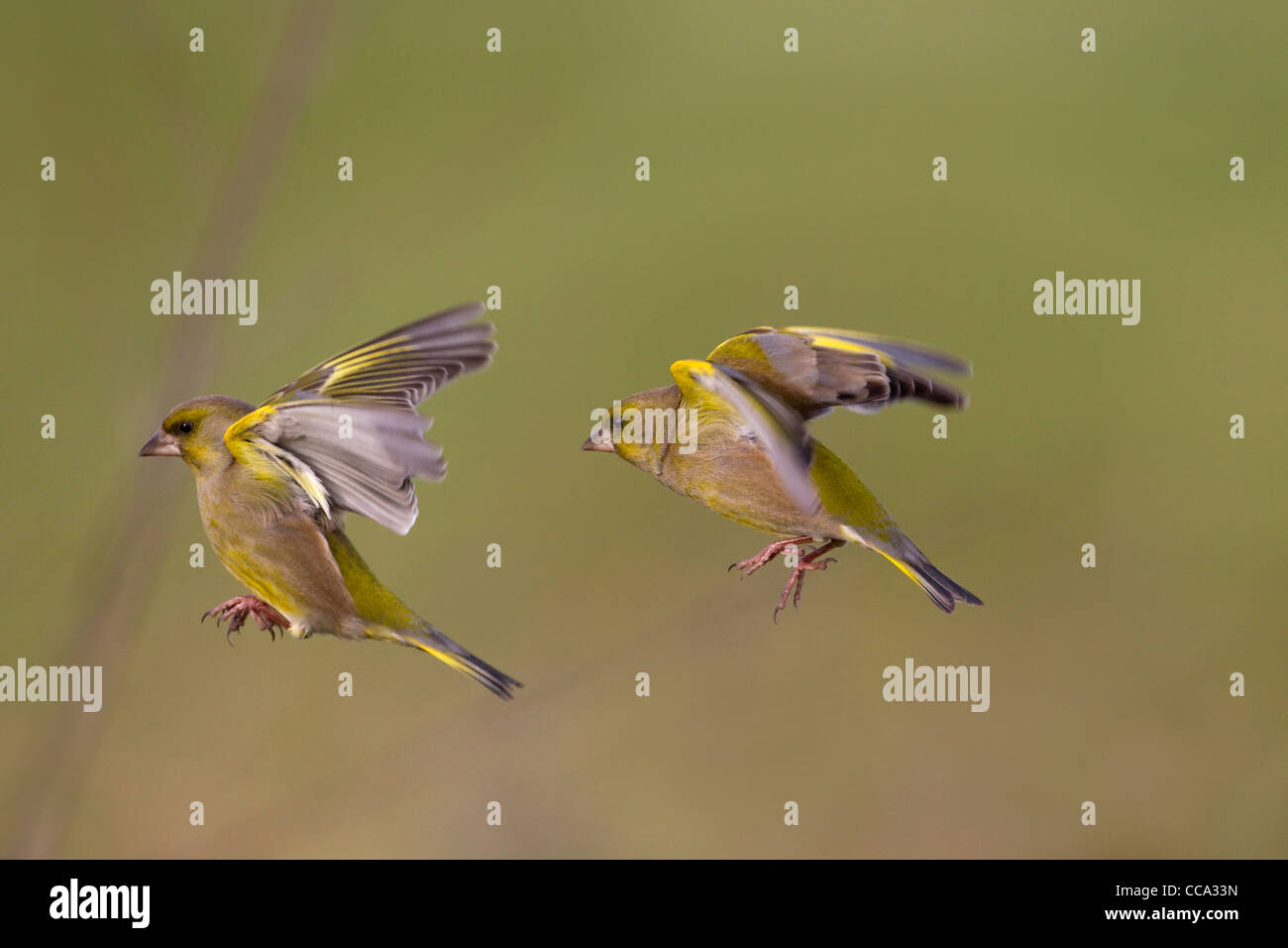 Greenfinches Carduelis chloris in flight Stock Photo