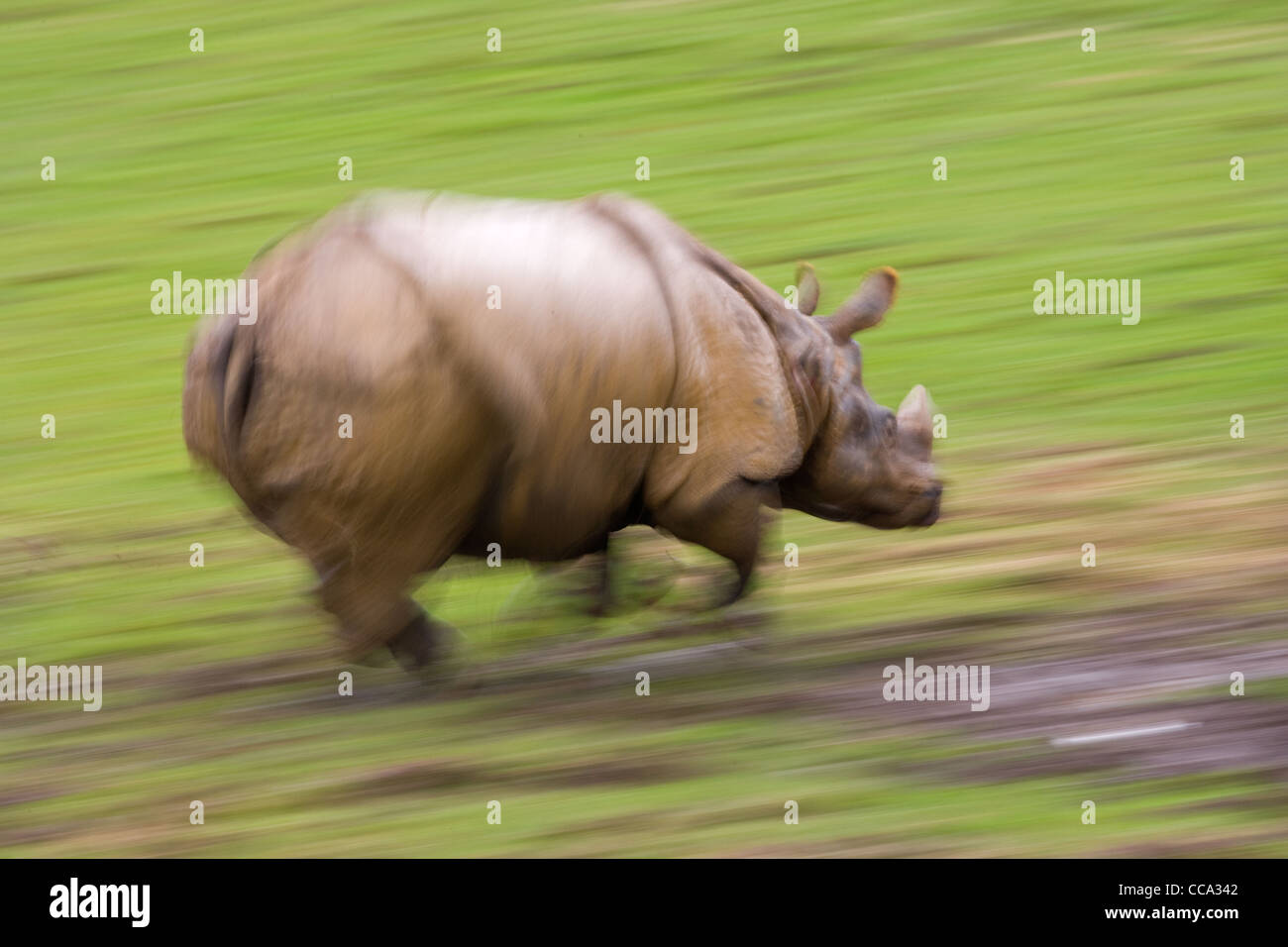 tai rhinoceros 6 tai rhinoceros 6