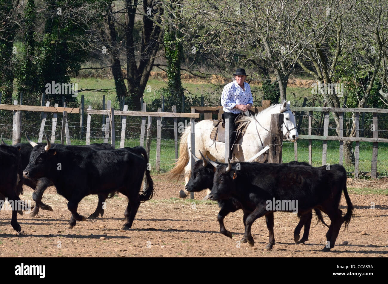 Gardian (Camargue cowboys) on horse assembling bulls in paddock, Camargue, France Stock Photo