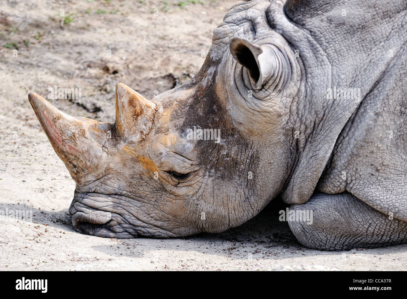 Bratislava Zoo High Resolution Stock Photography and Images - Alamy