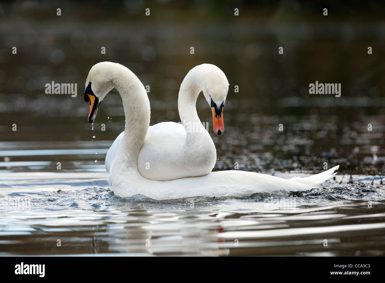 Mute Swans; Cygnus olor; pair bonding; UK Stock Photo Alamy