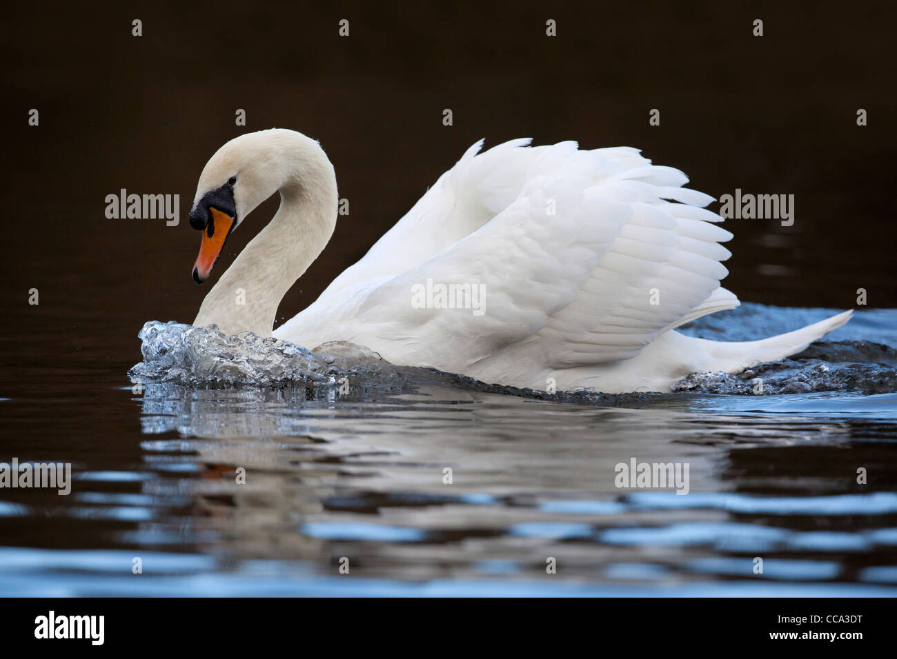 Mute Swan; Cygnus olor; swimming; UK Stock Photo