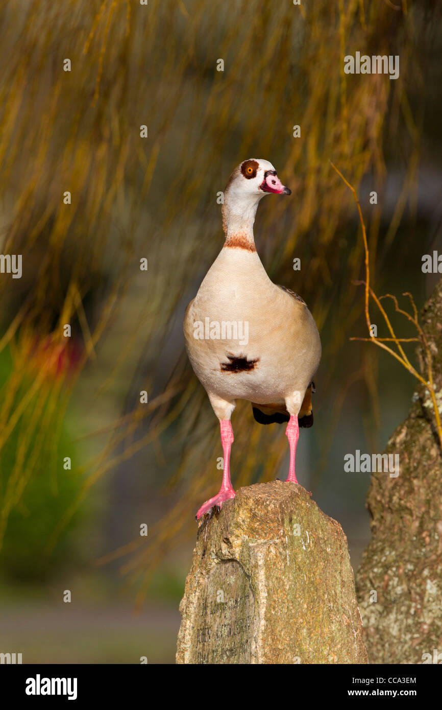 Egyptian Goose; Alopochen aegyptiacus; winter; Cornwall; UK Stock Photo