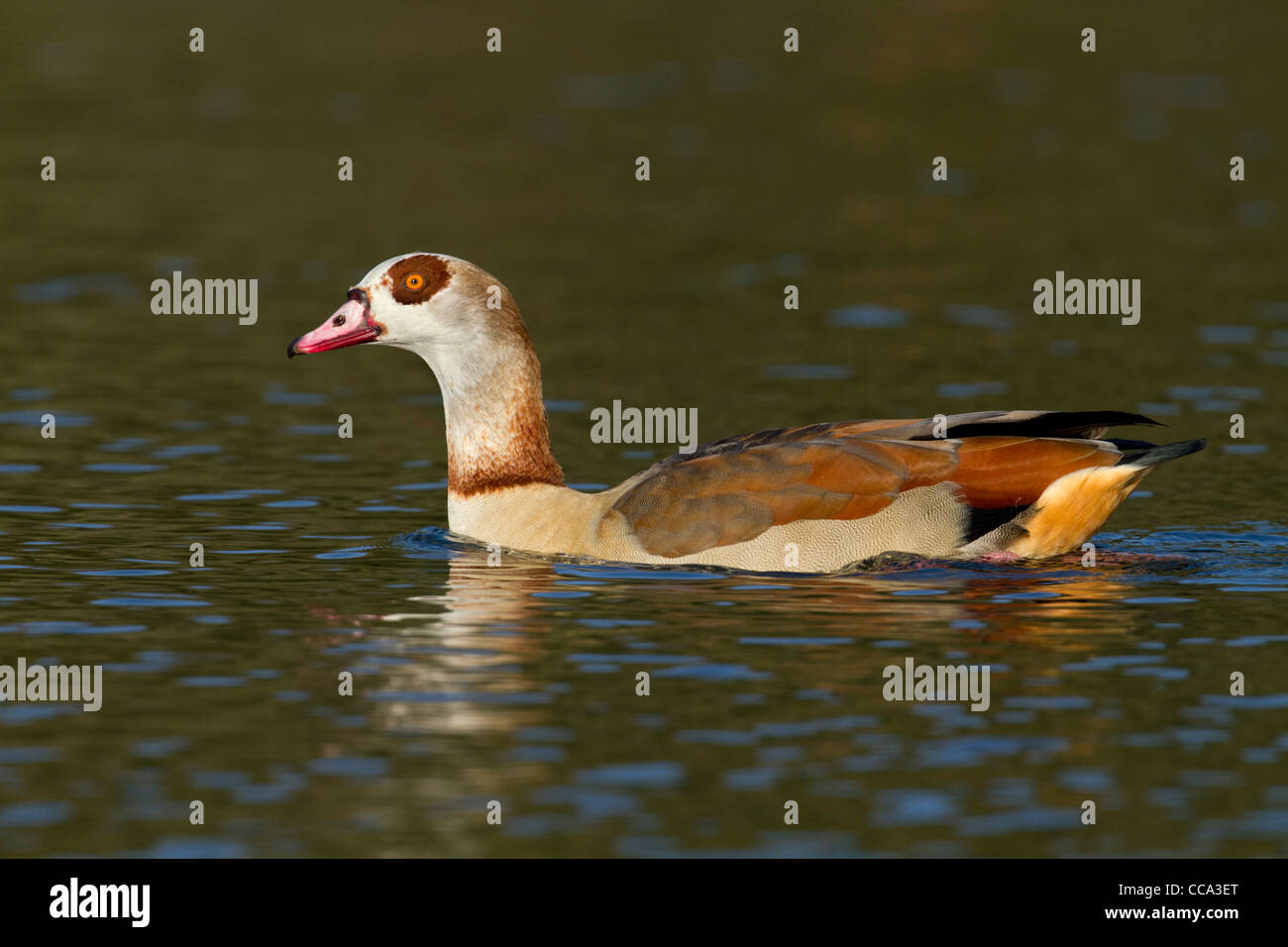 Egyptian Goose; Alopochen aegyptiacus; winter; Cornwall; UK Stock Photo