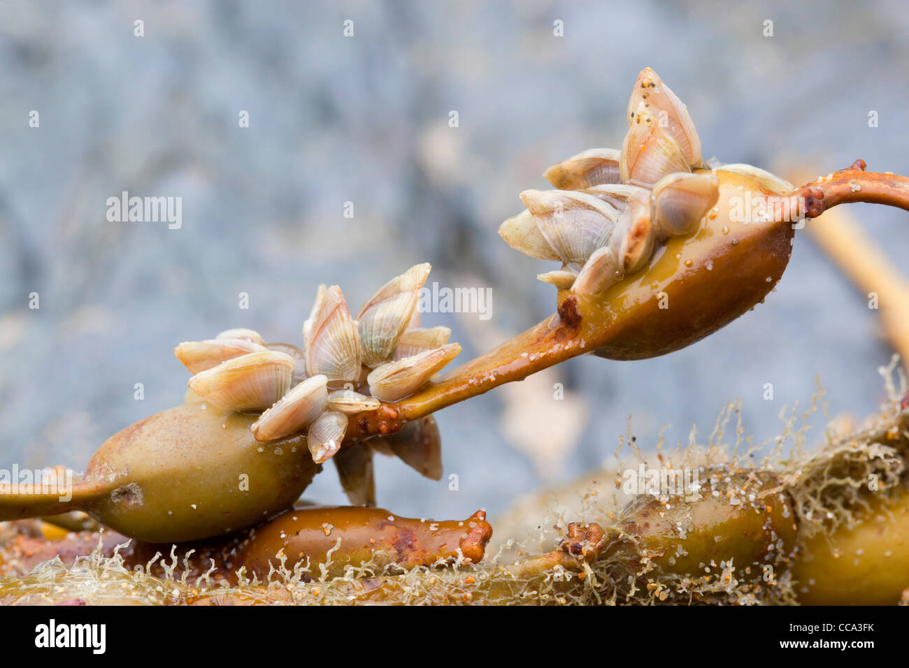 Buoy Barnacles; Dosima fascicularis; on seaweed; Cornwall; UK; winter Stock Photo