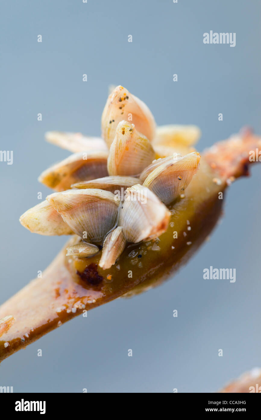 Buoy Barnacles; Dosima fascicularis; on seaweed; Cornwall; UK; winter Stock Photo