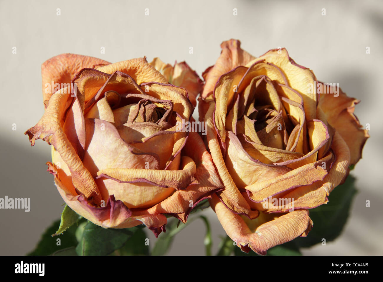 Shot of 2 withered roses hi-res stock photography and images - Alamy