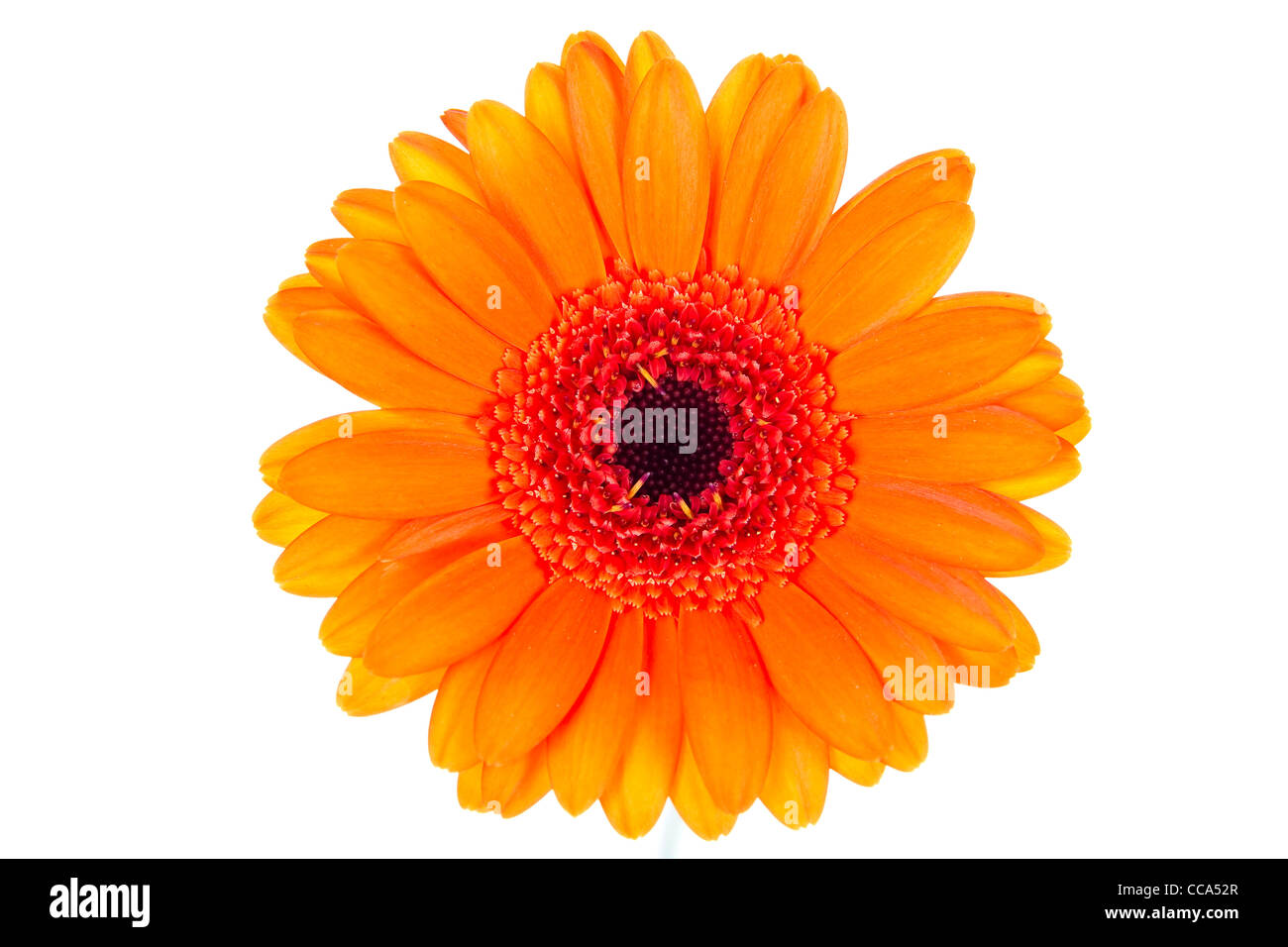 Gerber Daisy isolated over white background Stock Photo - Alamy