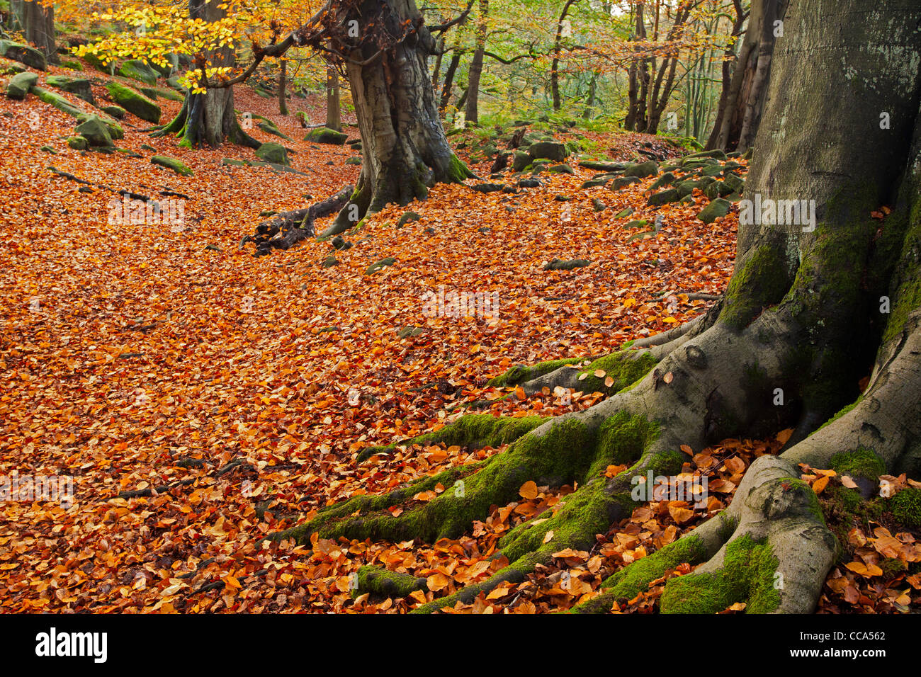 An Autumn morning in the quiet beauty of Padley Gorge, Derbyshire, UK. Stock Photo