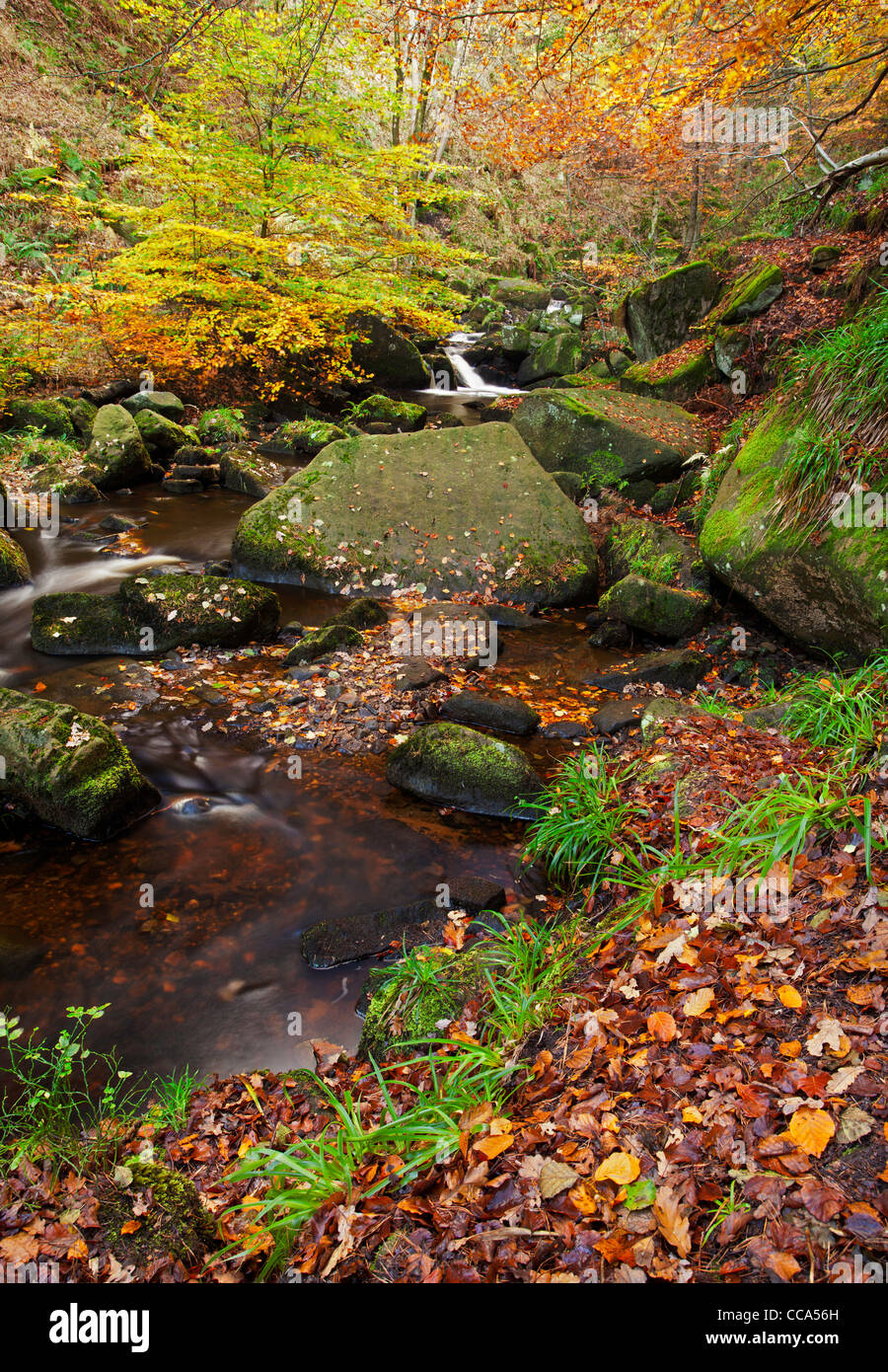 The Burbage Brook flows through a beautiful Autumnal scene in Padley Gorge, Peak District, Derbyshire, UK. Stock Photo