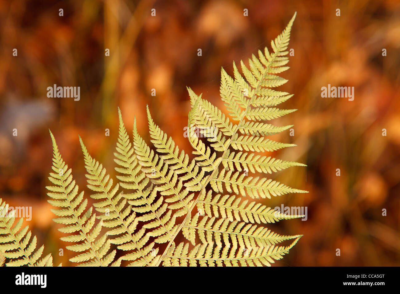 Autumn dried fern Stock Photo - Alamy