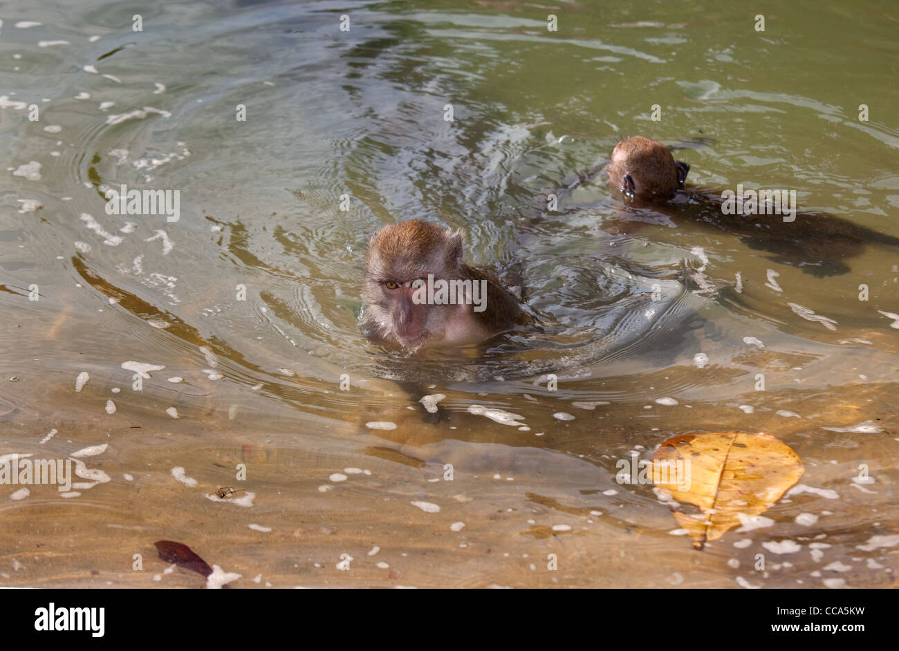 Crab eating Macaque Macaca fasdicularis swimming in coastal creek