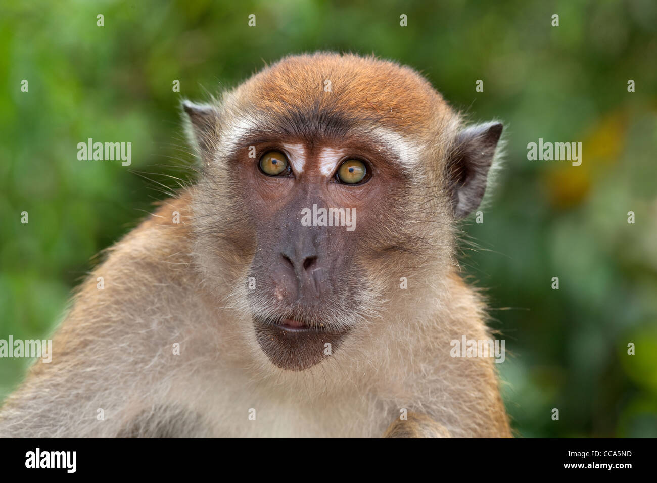 Portrait of a Crabeating macaque Macaca fascicularis Thailand Stock