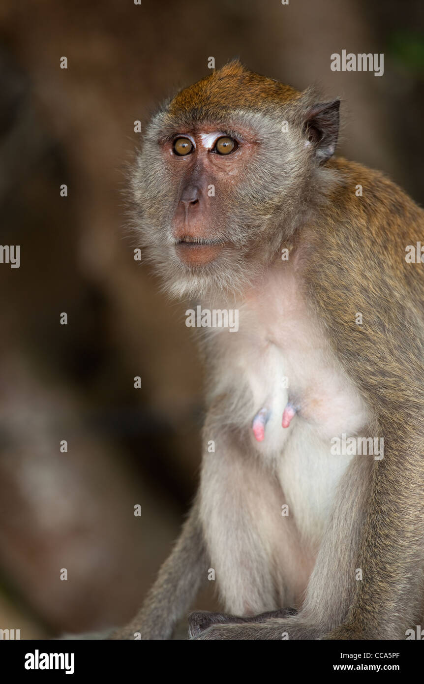 Portrait of a Crab-eating macaque Macaca fascicularis Thailand Stock ...