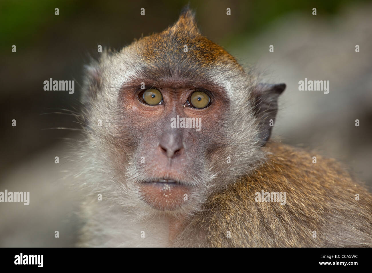 Portrait of a Crab-eating macaque Macaca fascicularis Thailand Stock ...