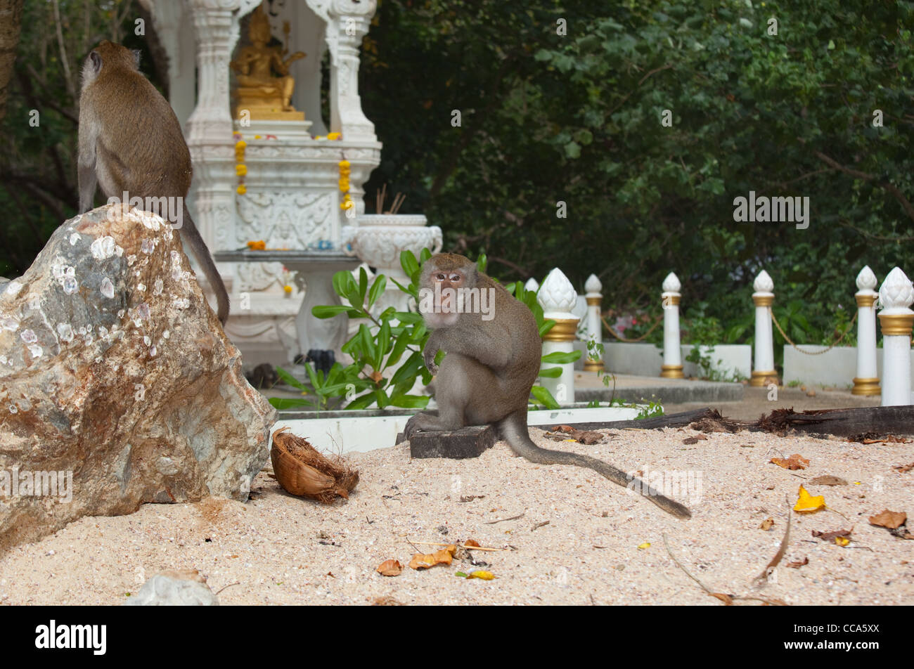 Crab-eating Macaque Macaca fasdicularis raiding holy shrine  Southern Thailand Stock Photo