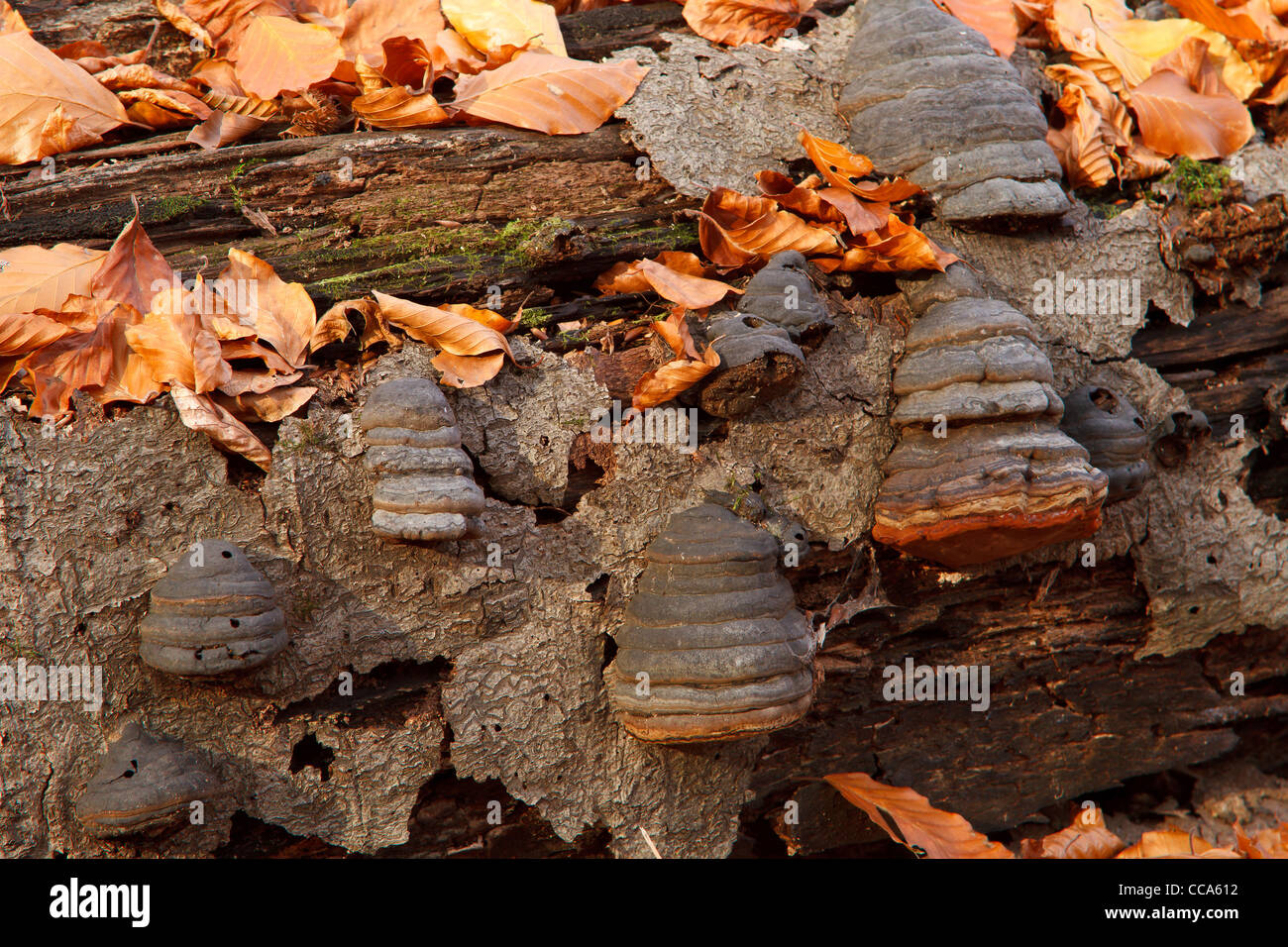 Bracket fungus on fallen tree trunk. Stock Photo