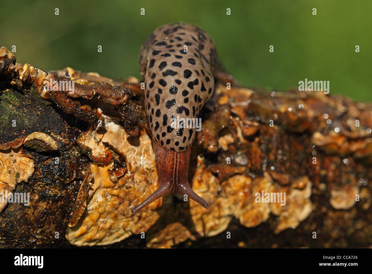 Leopard Slug (Limax maximus Stock Photo - Alamy
