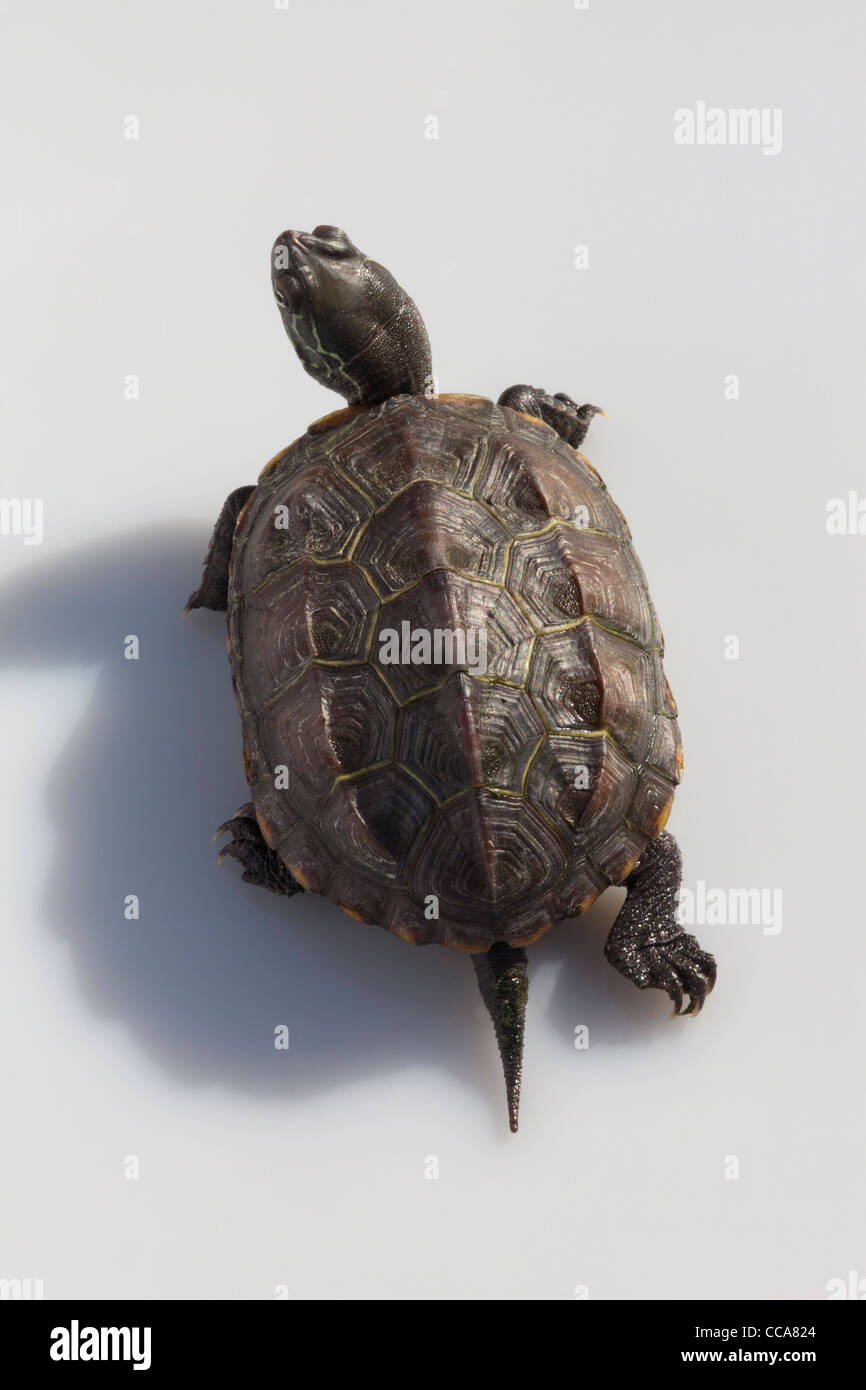 Reeve's Turtle (Chinemys reevesi). Walking Stock Photo - Alamy