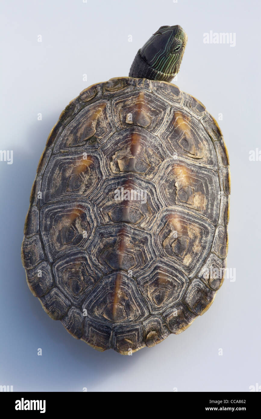 Chinese Stripe-necked Turtle (Ocadia sinensis).One of many species collected for Asian human food markets. Stock Photo