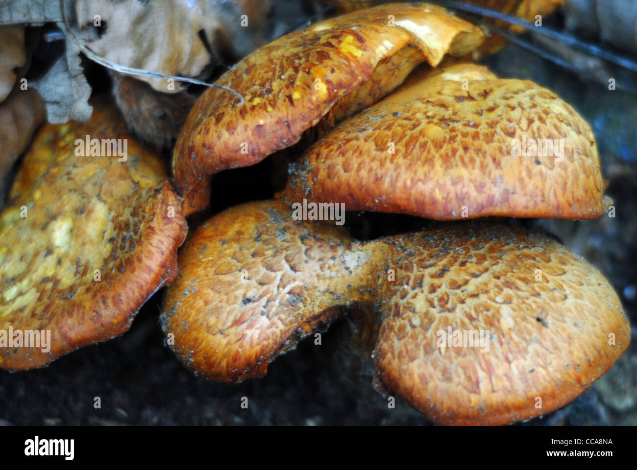 Funghi  (Red-cracking Bolette) Stock Photo