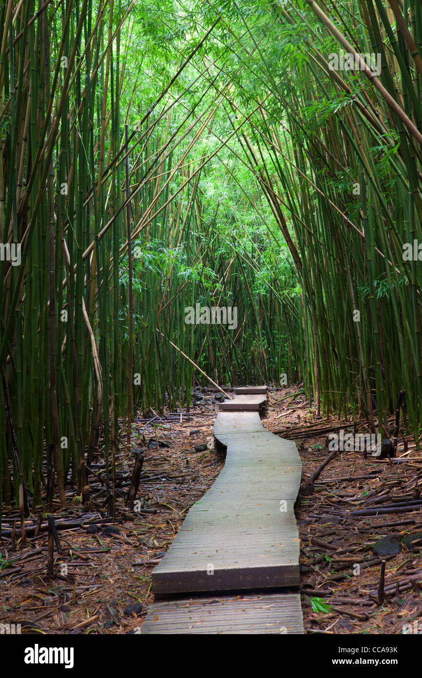 Bamboo Forest along the Pipiwai Trail, Haleakala National Park, Maui, Hawaii Stock Photo - Alamy