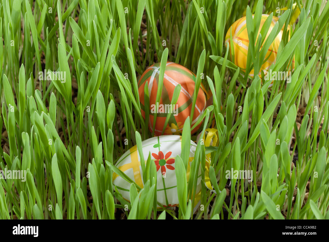 Easter eggs hidden in the green grass Stock Photo - Alamy