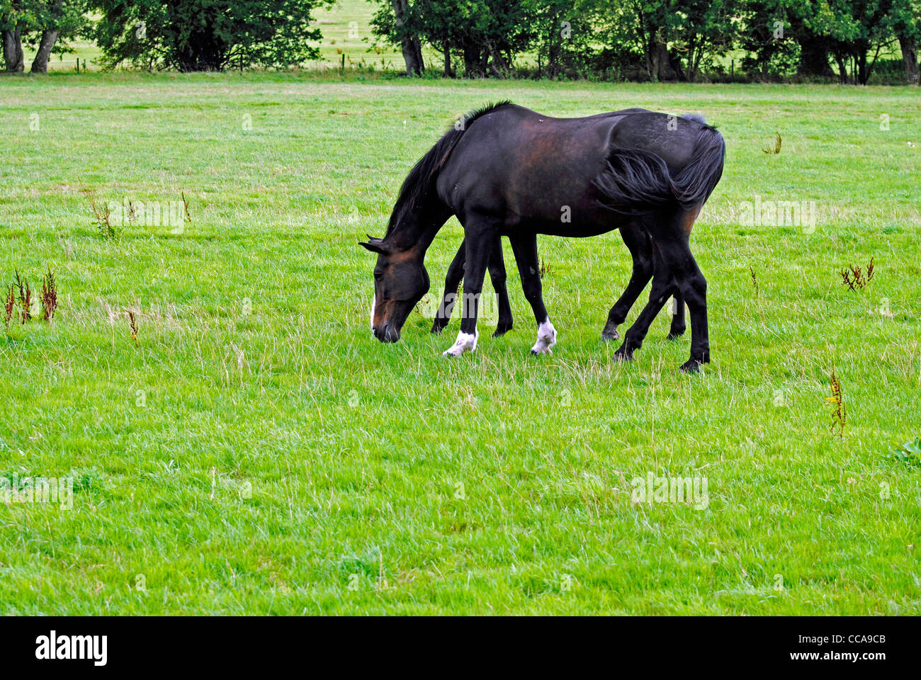 A Eight Legged Horse Stock Photo: 42023531 - Alamy