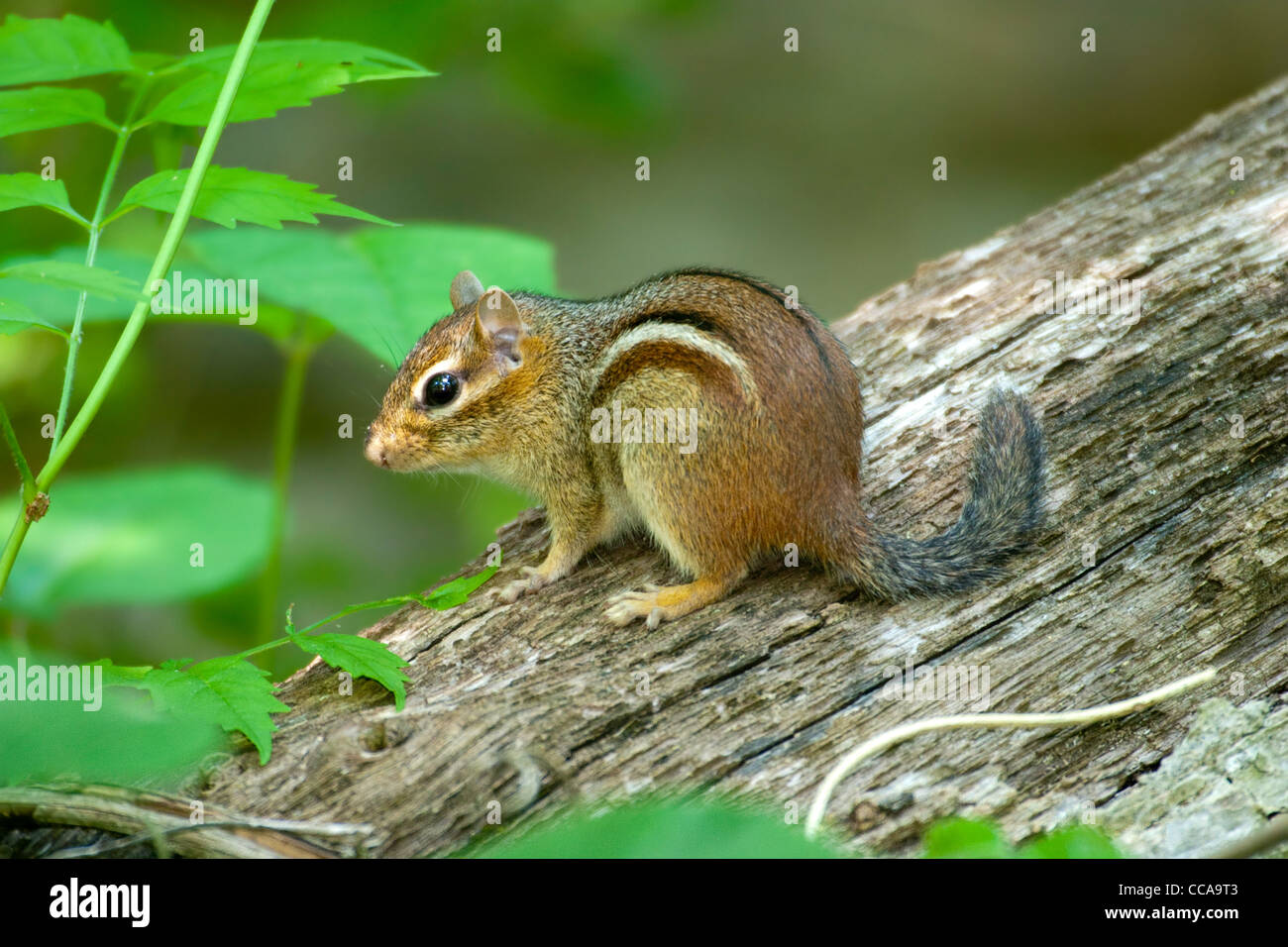 Eastern Chipmunk Tamias striatus Springfield, Missouri, United States 2